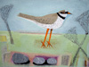Ringed Plover and Stones 